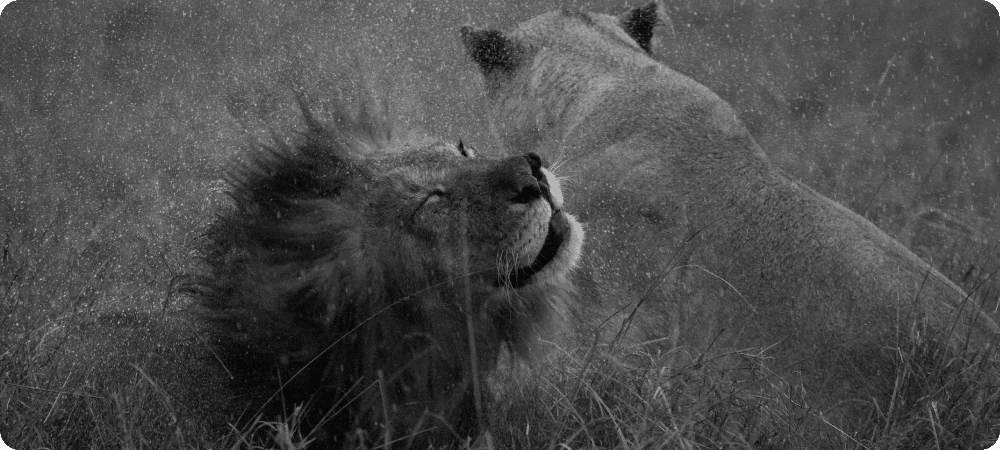 A pride of lions and their alfa leader.